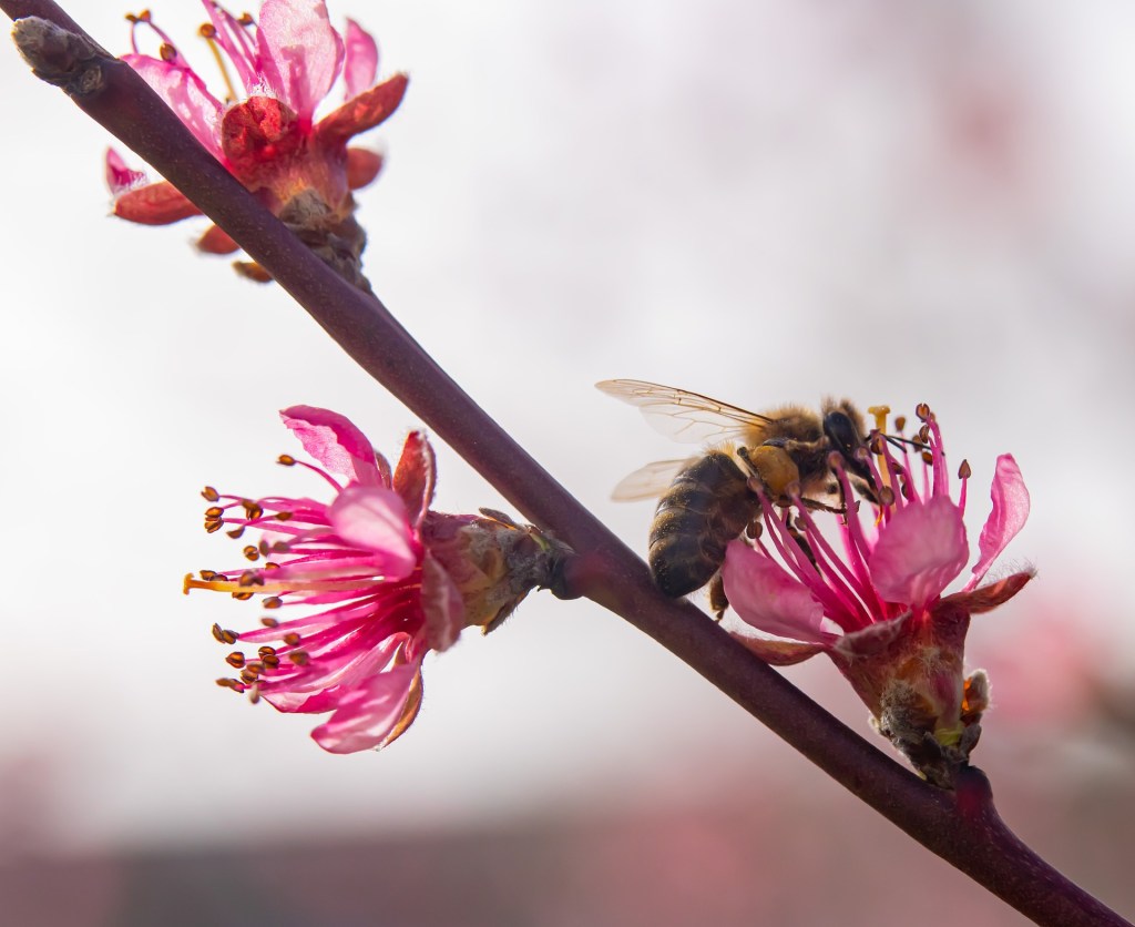 Bee pollinating a flower.